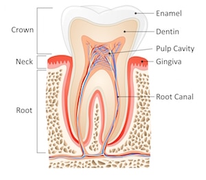 rootcanaltherapypic1